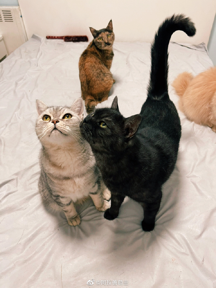 猫图片|宠物猫|猫咪|