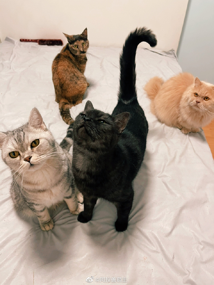 猫图片|宠物猫|猫咪|