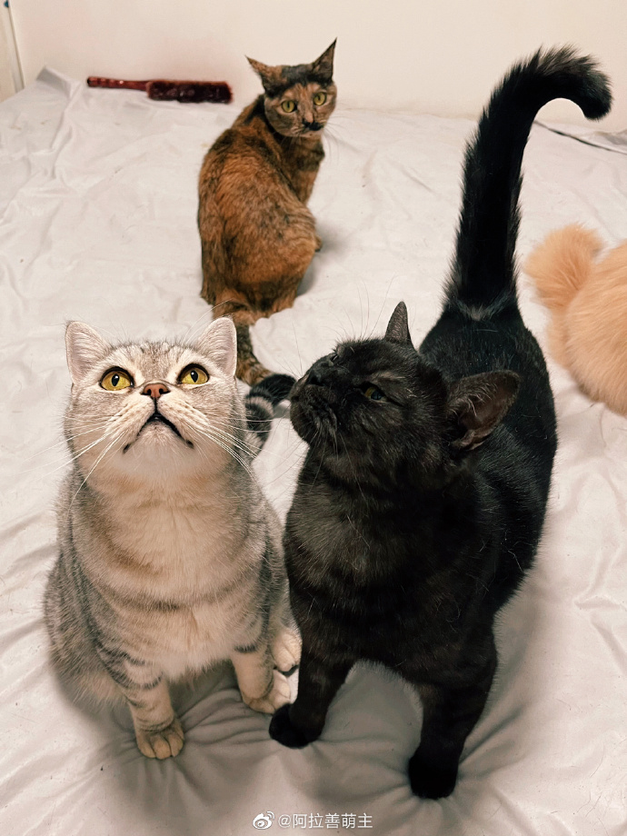 猫图片|宠物猫|猫咪|