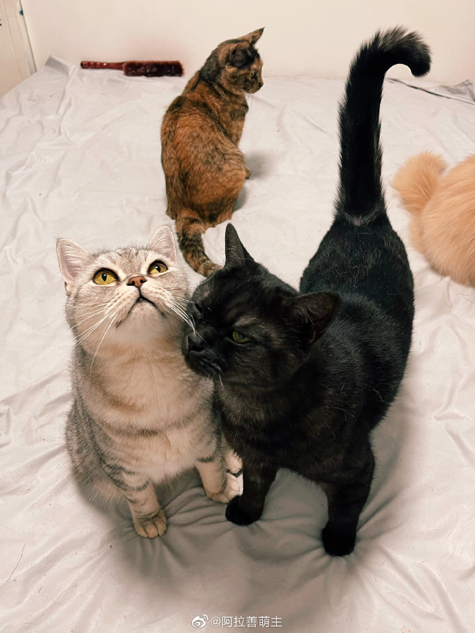 猫图片|宠物猫|猫咪|