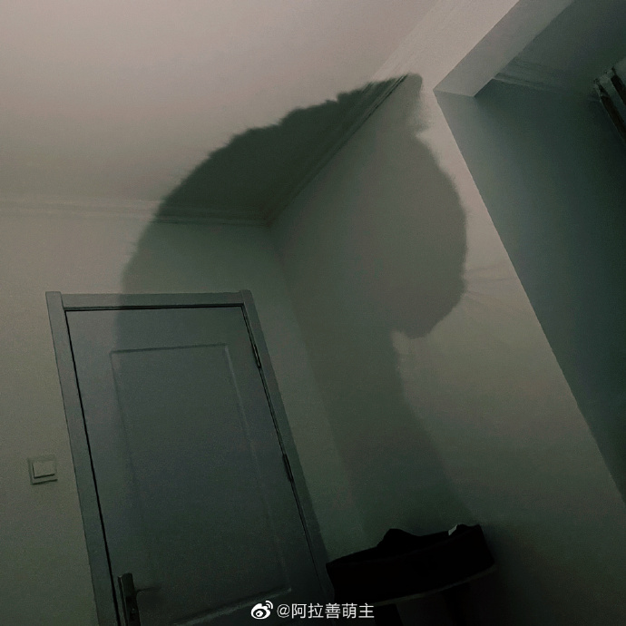 猫图片|宠物猫|猫咪|