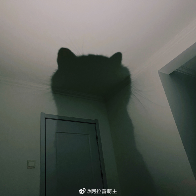 猫图片|宠物猫|猫咪|