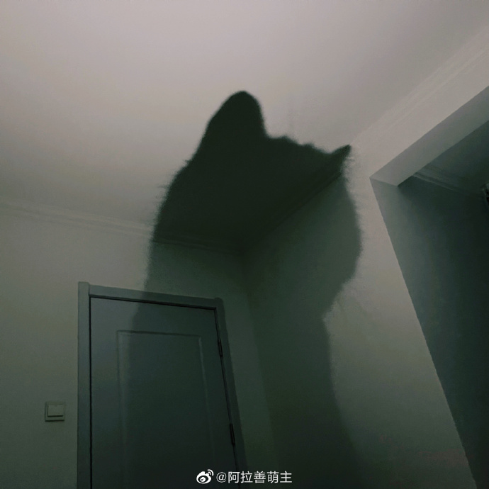 猫图片|宠物猫|猫咪|