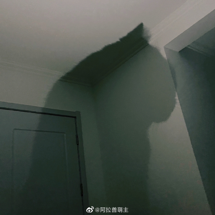 猫图片|宠物猫|猫咪|
