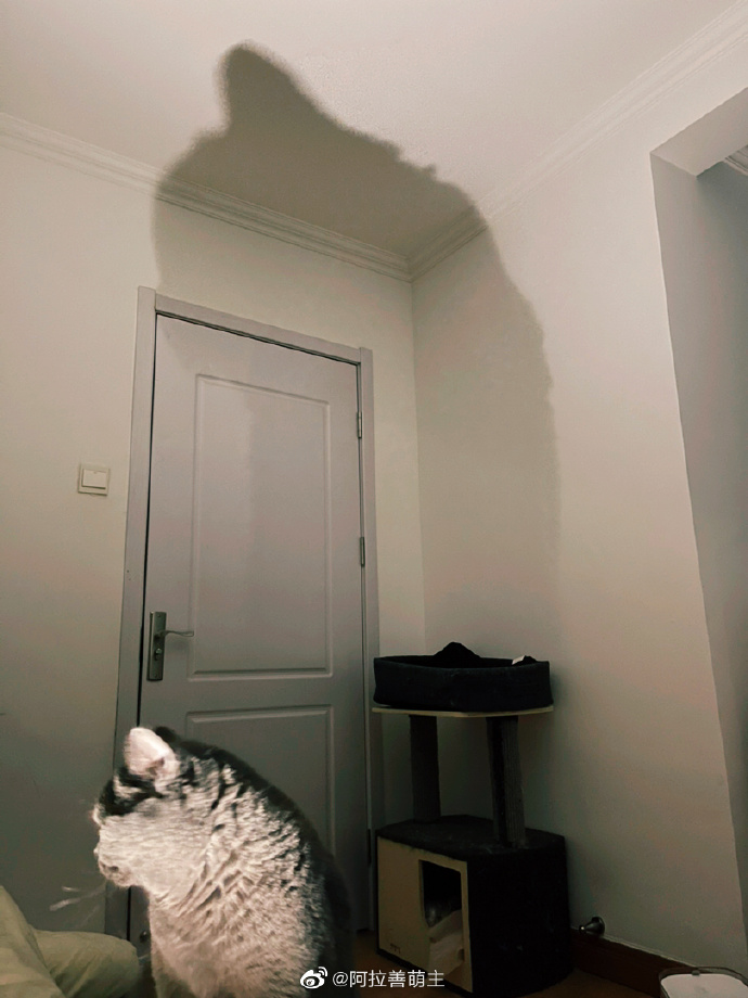 猫图片|宠物猫|猫咪|