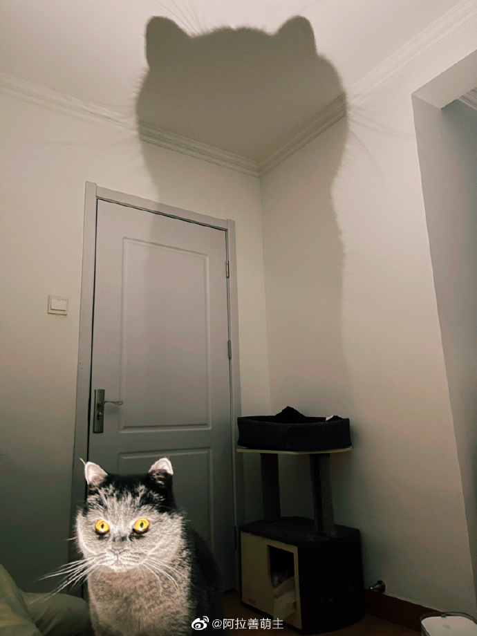 猫图片|宠物猫|猫咪|