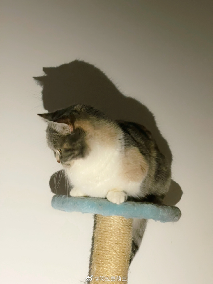 猫图片|宠物猫|猫咪|