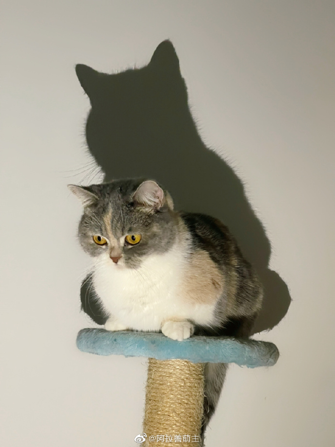 猫图片|宠物猫|猫咪|