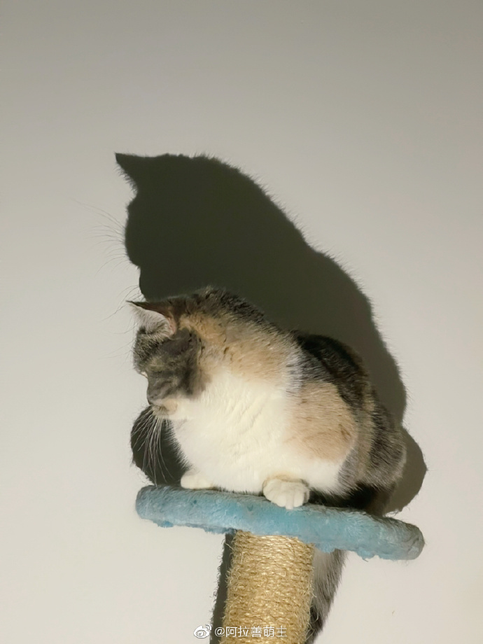 猫图片|宠物猫|猫咪|