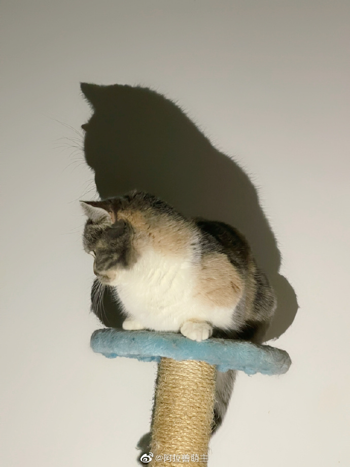 猫图片|宠物猫|猫咪|