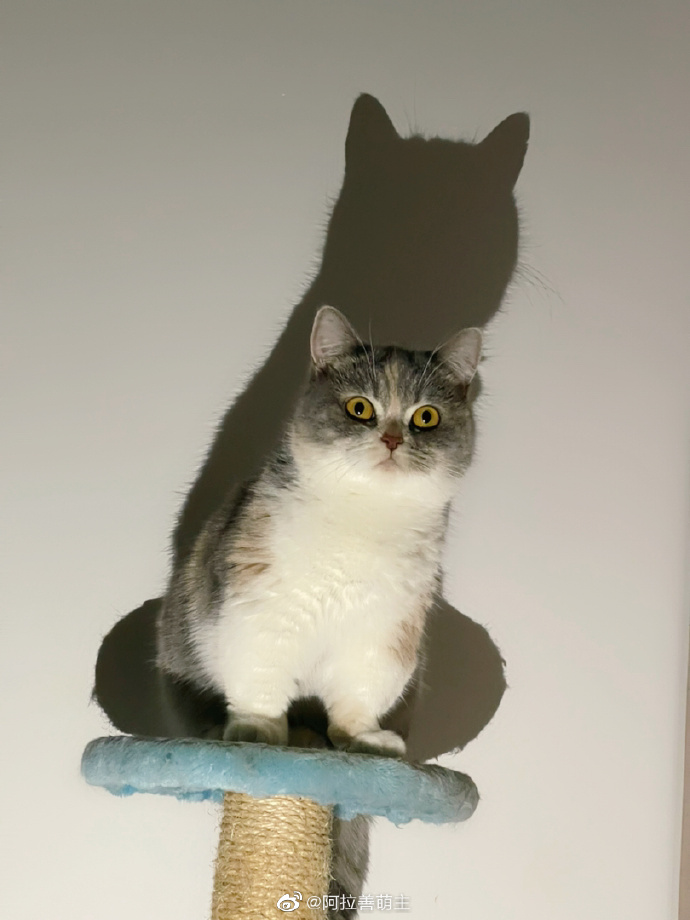 猫图片|宠物猫|猫咪|