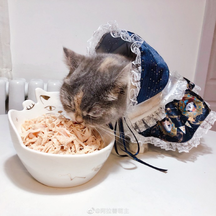 猫图片|宠物猫|猫咪|