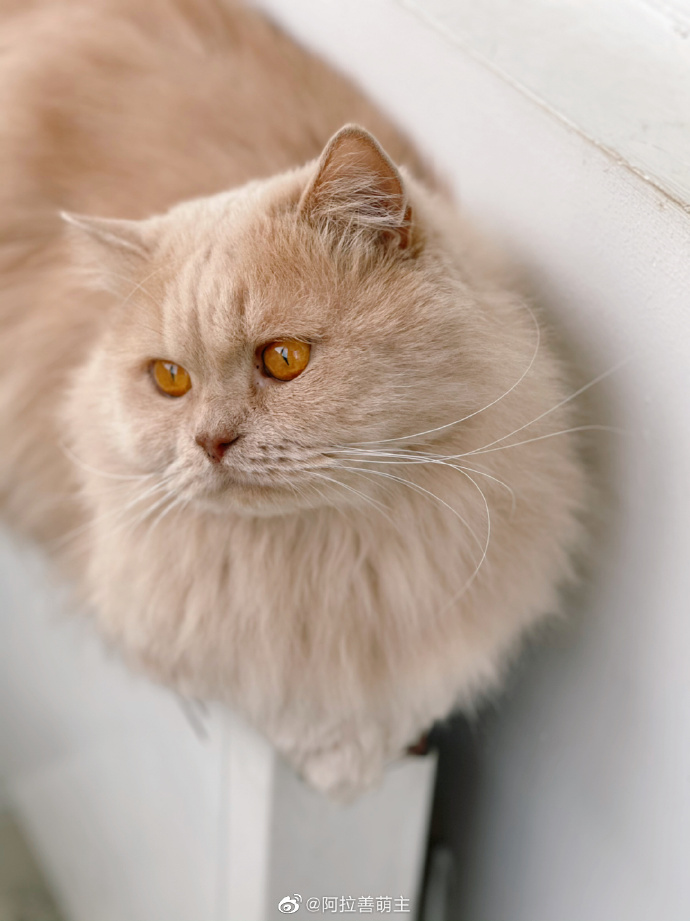 猫图片|宠物猫|猫咪|