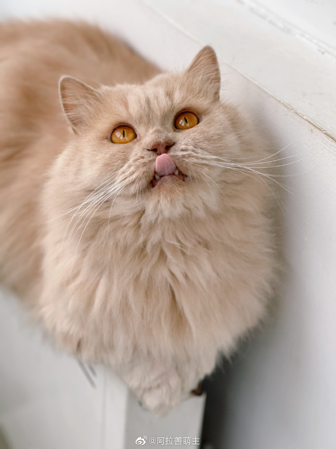 猫图片|宠物猫|猫咪|