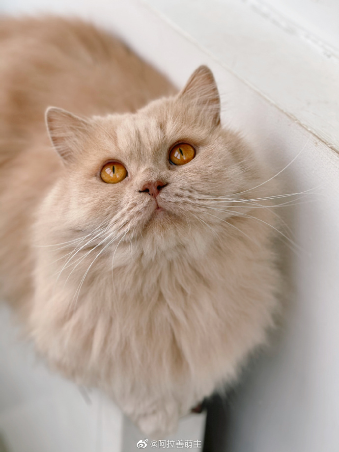 猫图片|宠物猫|猫咪|