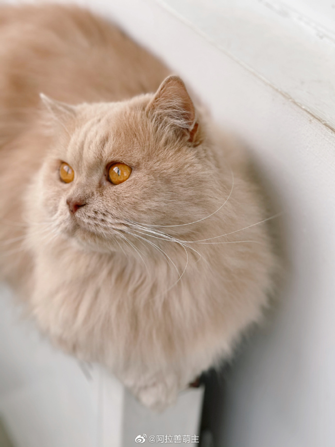 猫图片|宠物猫|猫咪|