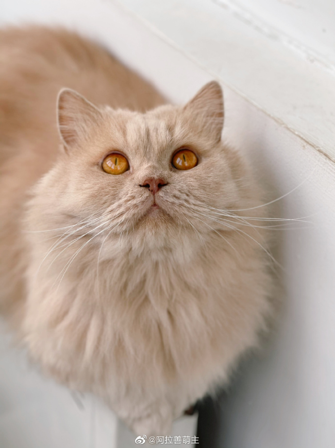 猫图片|宠物猫|猫咪|