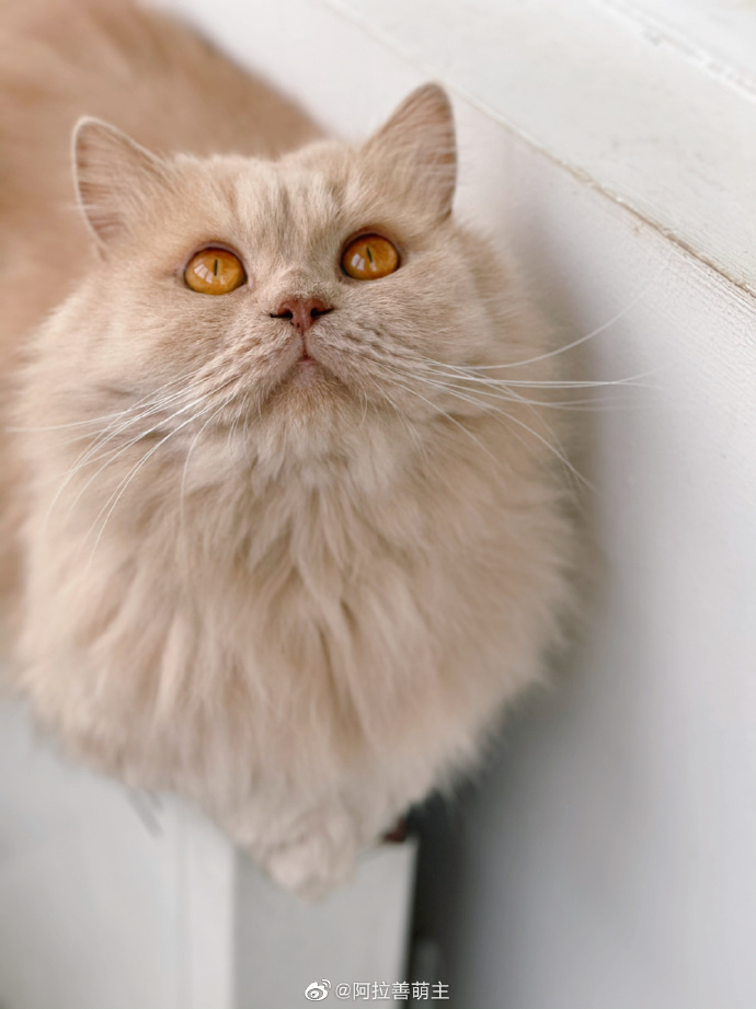 猫图片|宠物猫|猫咪|