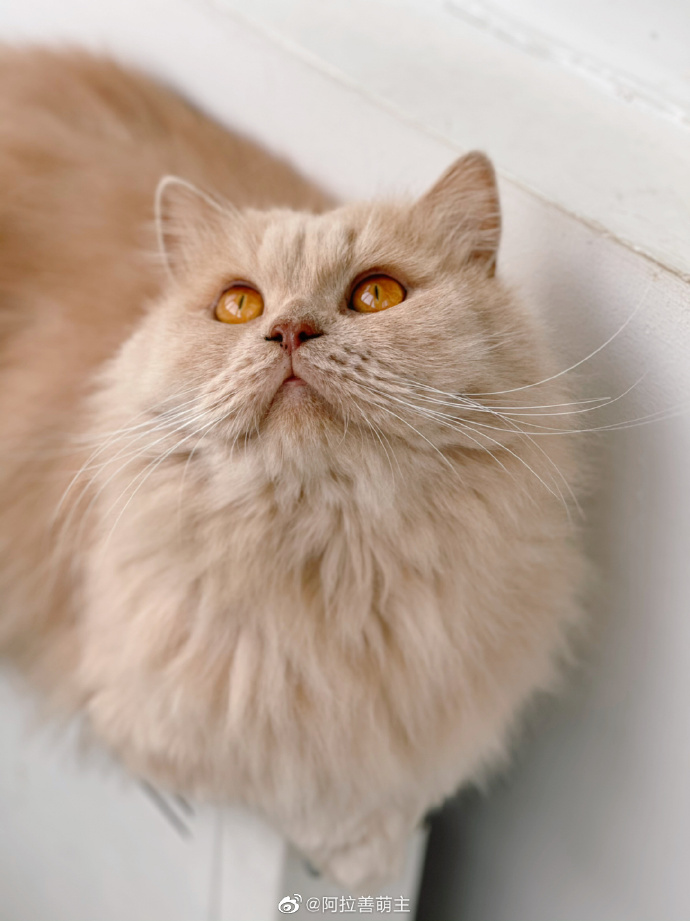 猫图片|宠物猫|猫咪|