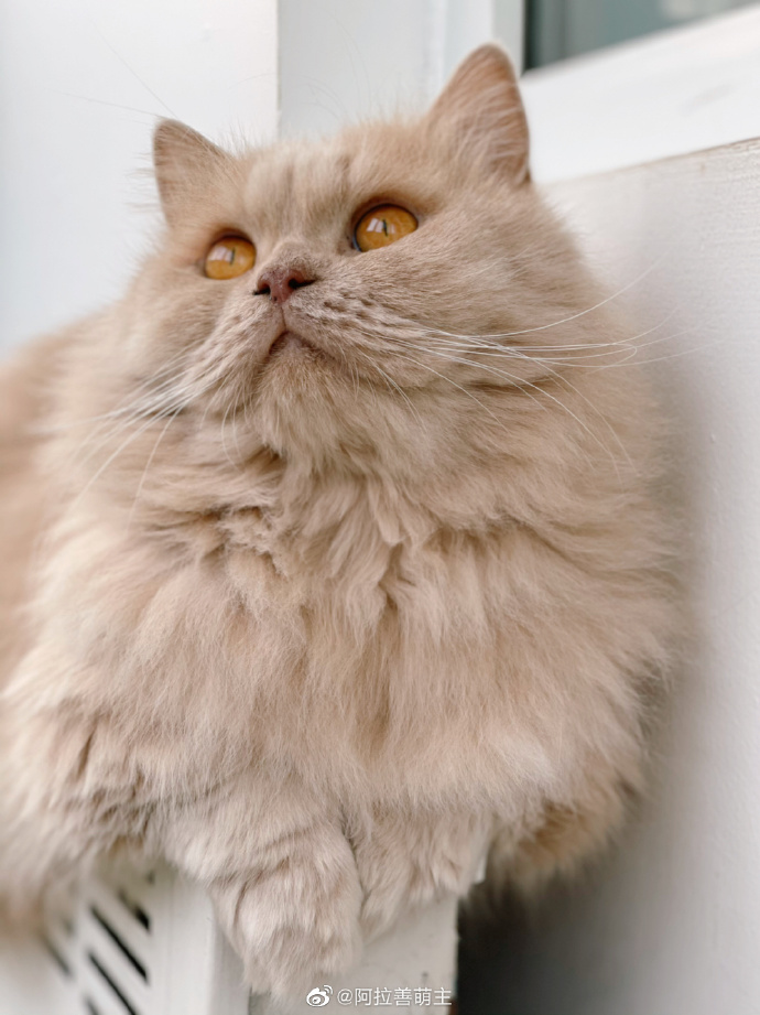 猫图片|宠物猫|猫咪|