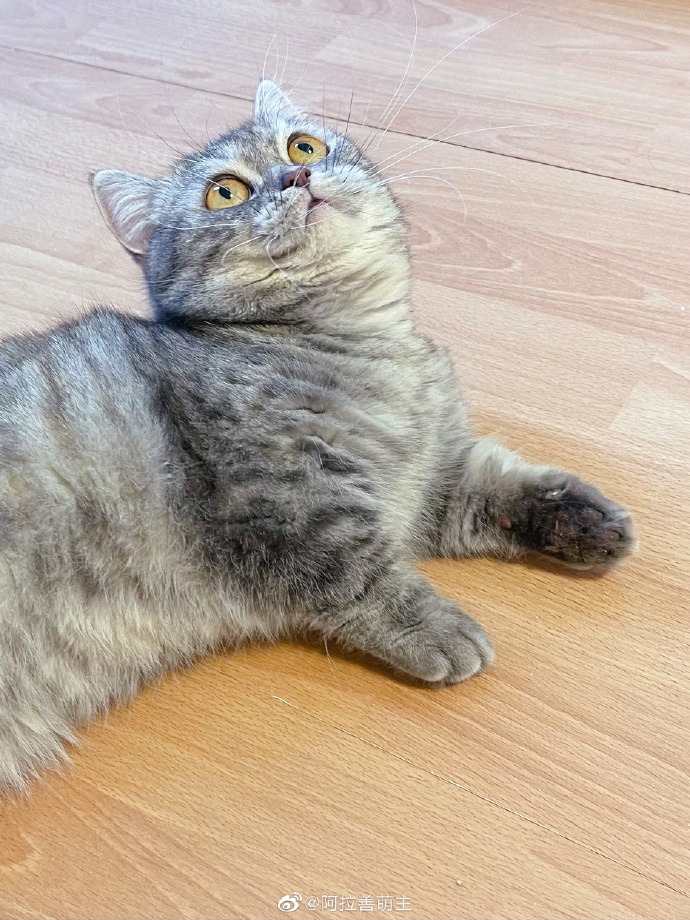 猫图片|宠物猫|猫咪|