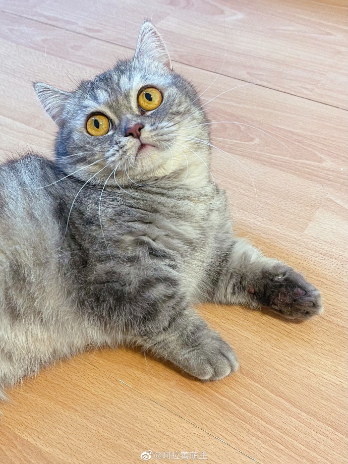 猫图片|宠物猫|猫咪|