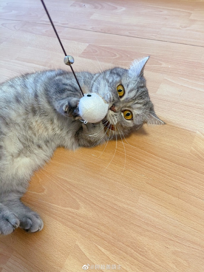 猫图片|宠物猫|猫咪|