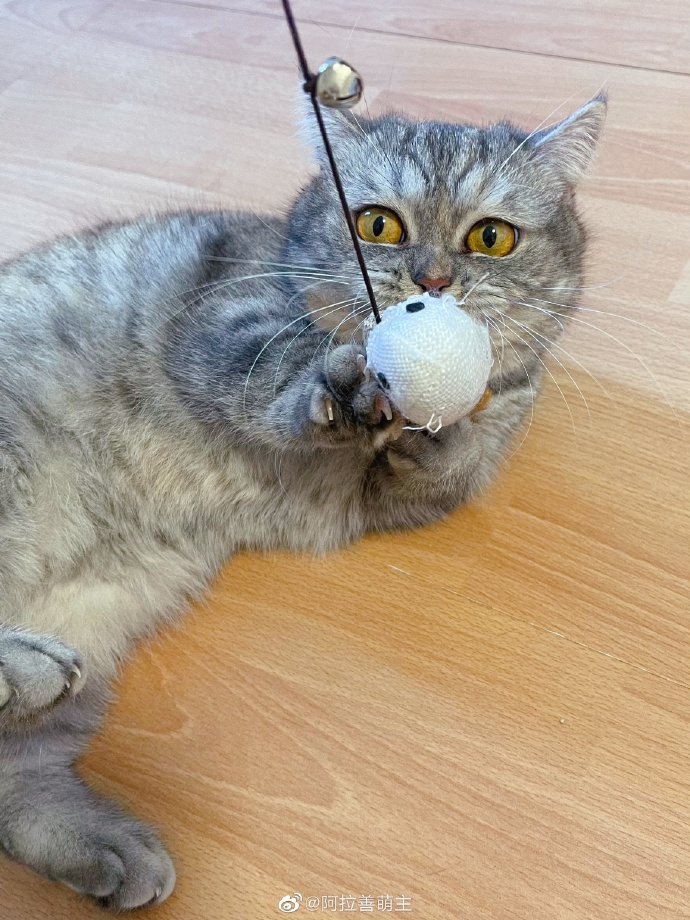 猫图片|宠物猫|猫咪|