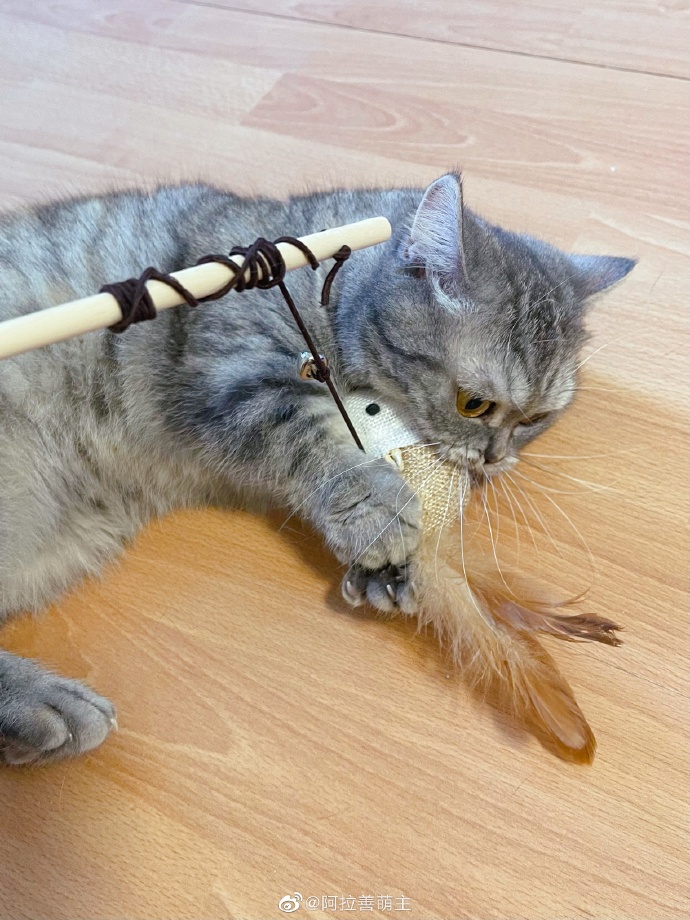 猫图片|宠物猫|猫咪|