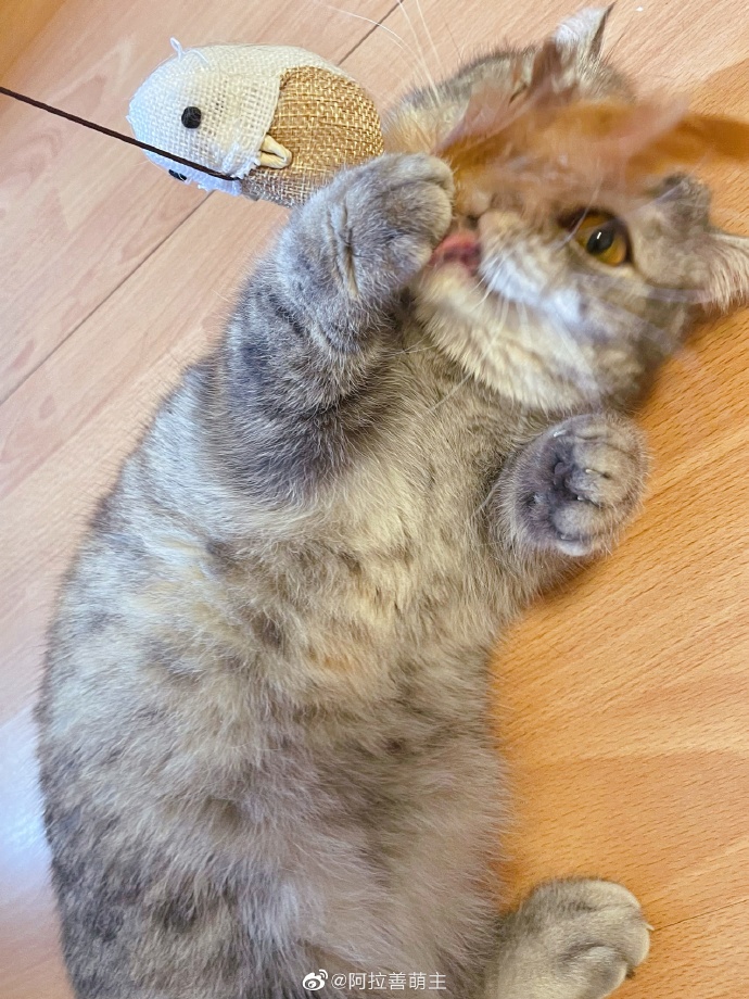 猫图片|宠物猫|猫咪|