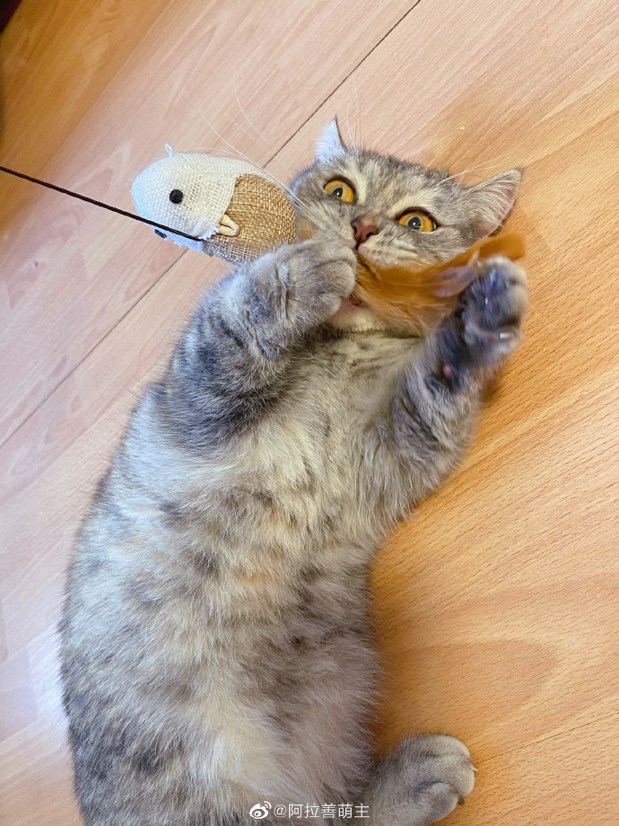 猫图片|宠物猫|猫咪|