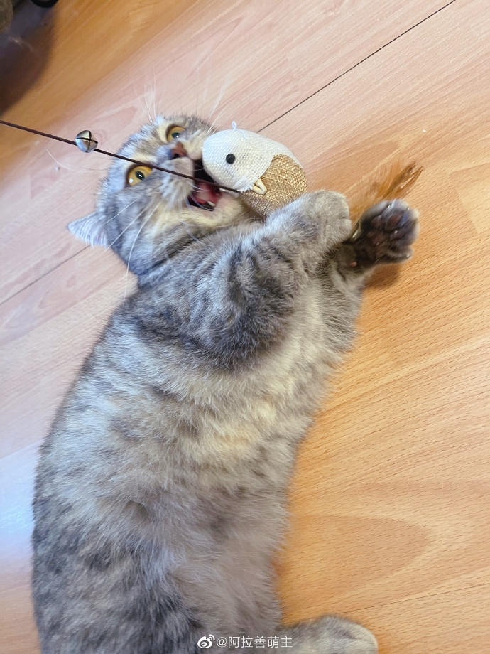 猫图片|宠物猫|猫咪|