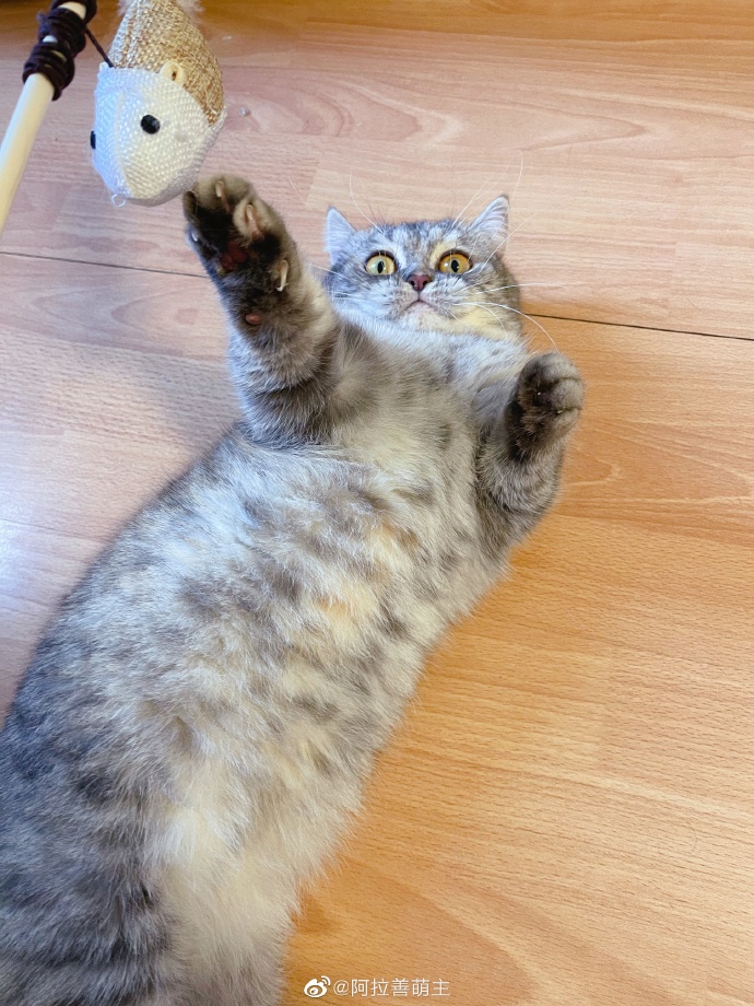 猫图片|宠物猫|猫咪|