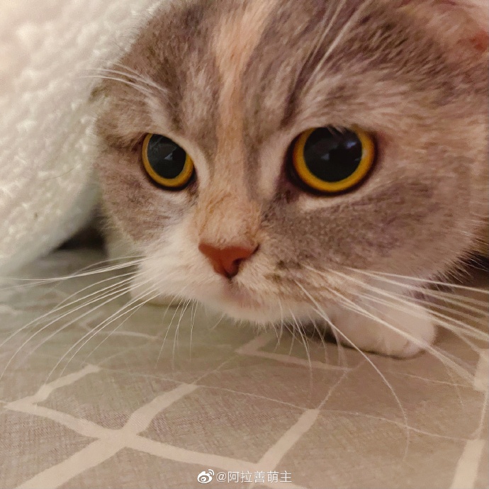 猫图片|宠物猫|猫咪|