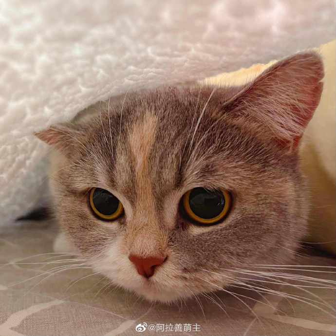 猫图片|宠物猫|猫咪|