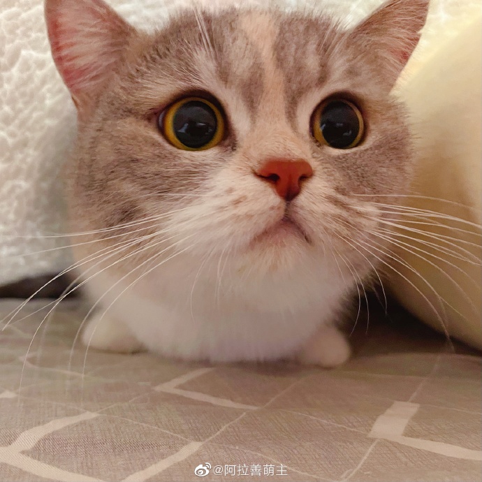 猫图片|宠物猫|猫咪|