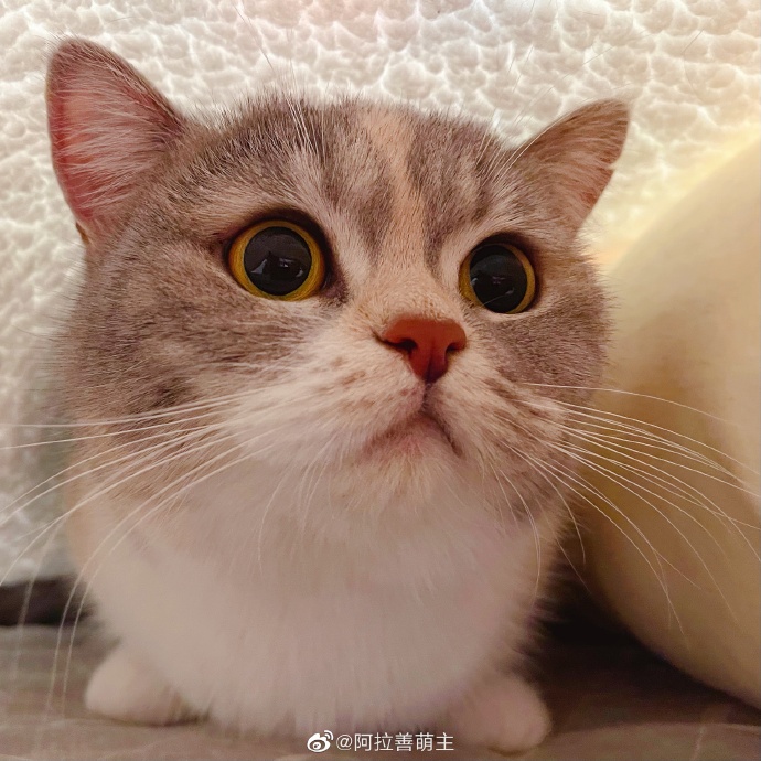 猫图片|宠物猫|猫咪|