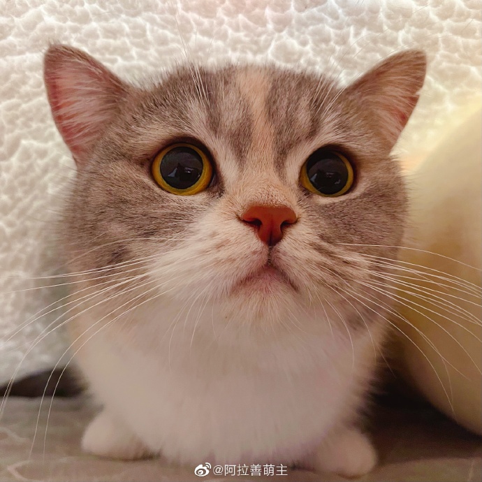 猫图片|宠物猫|猫咪|