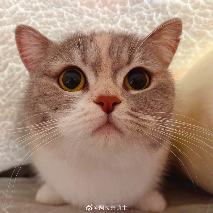 猫图片|宠物猫|猫咪|