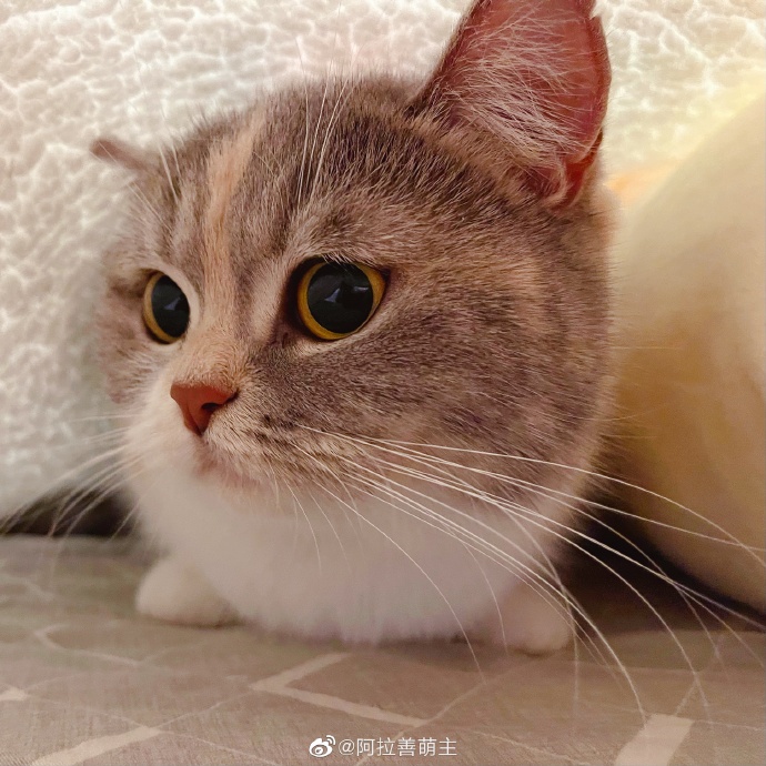 猫图片|宠物猫|猫咪|