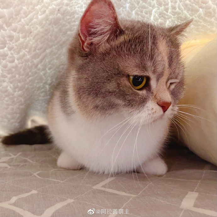 猫图片|宠物猫|猫咪|