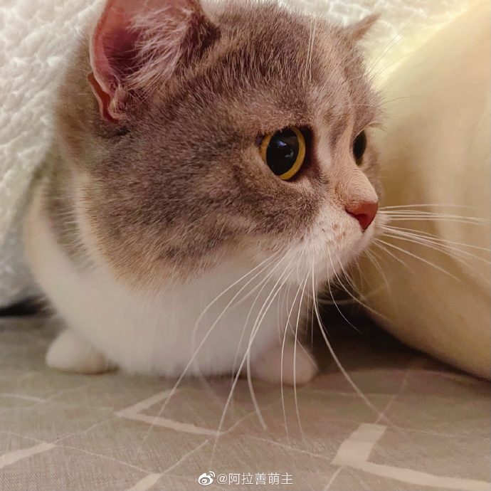 猫图片|宠物猫|猫咪|