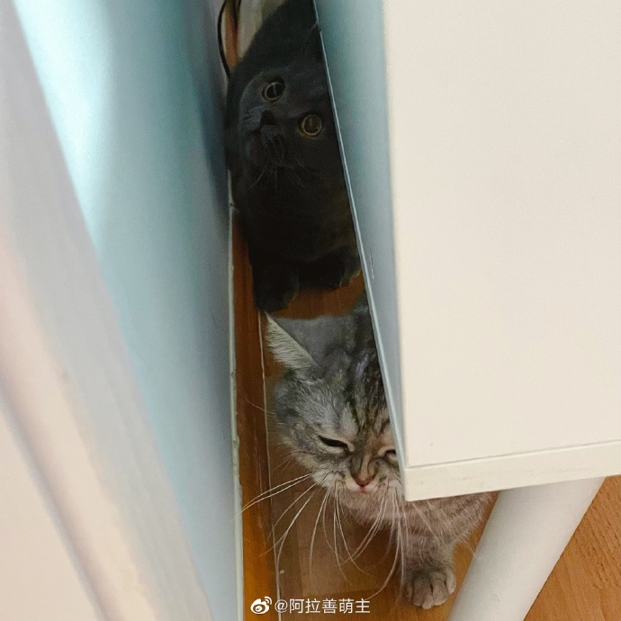 猫图片|宠物猫|猫咪|