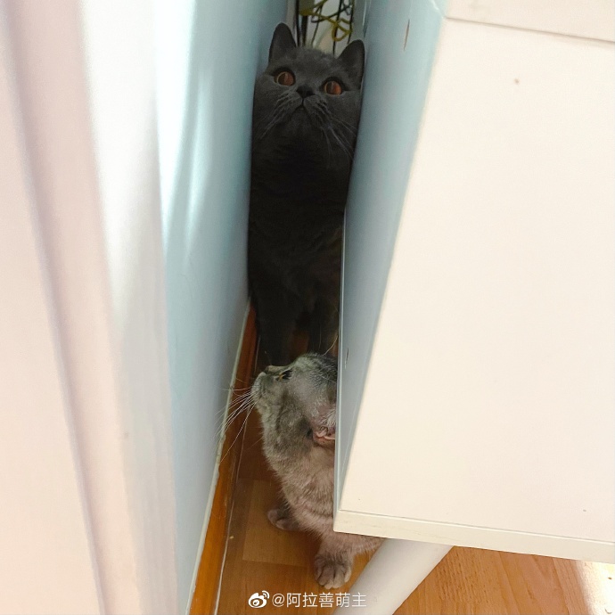 猫图片|宠物猫|猫咪|