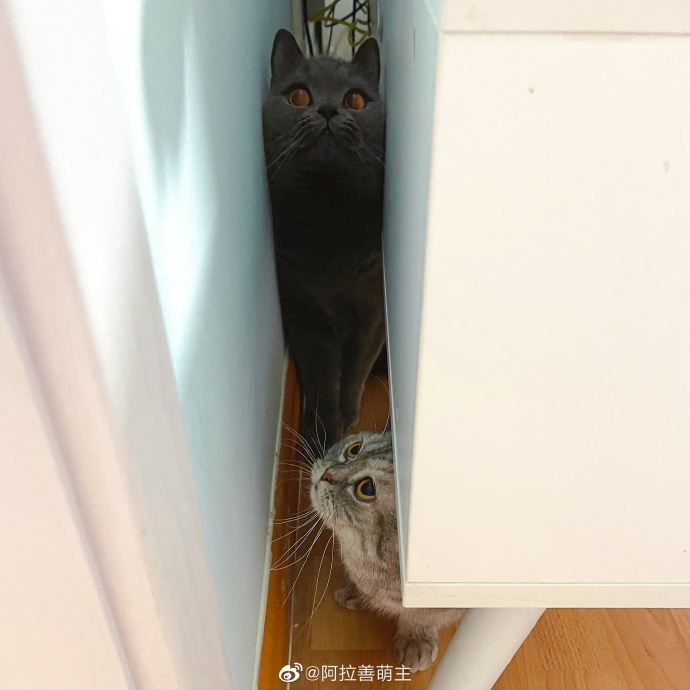 猫图片|宠物猫|猫咪|