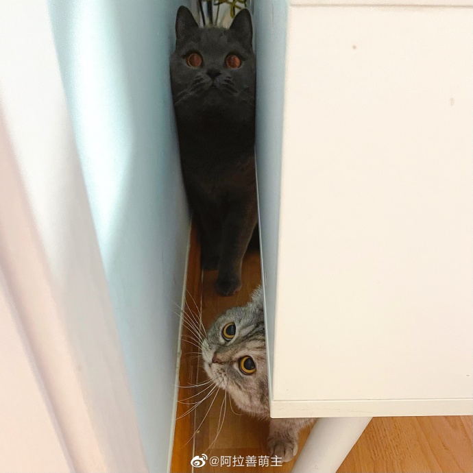 猫图片|宠物猫|猫咪|