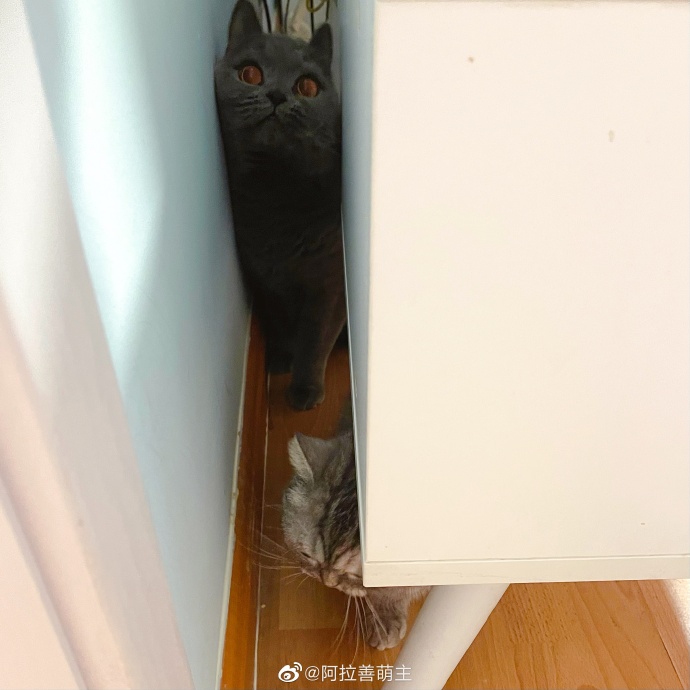 猫图片|宠物猫|猫咪|