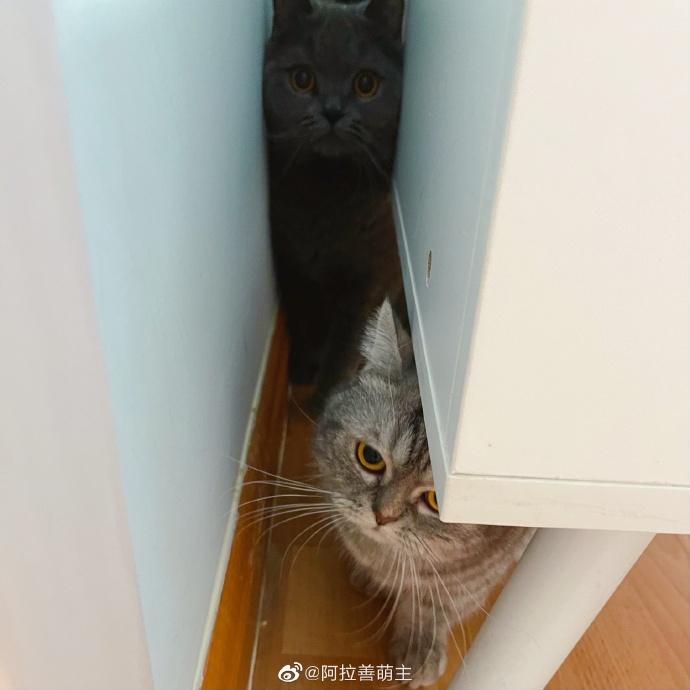 猫图片|宠物猫|猫咪|