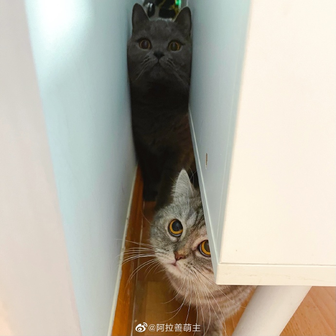 猫图片|宠物猫|猫咪|