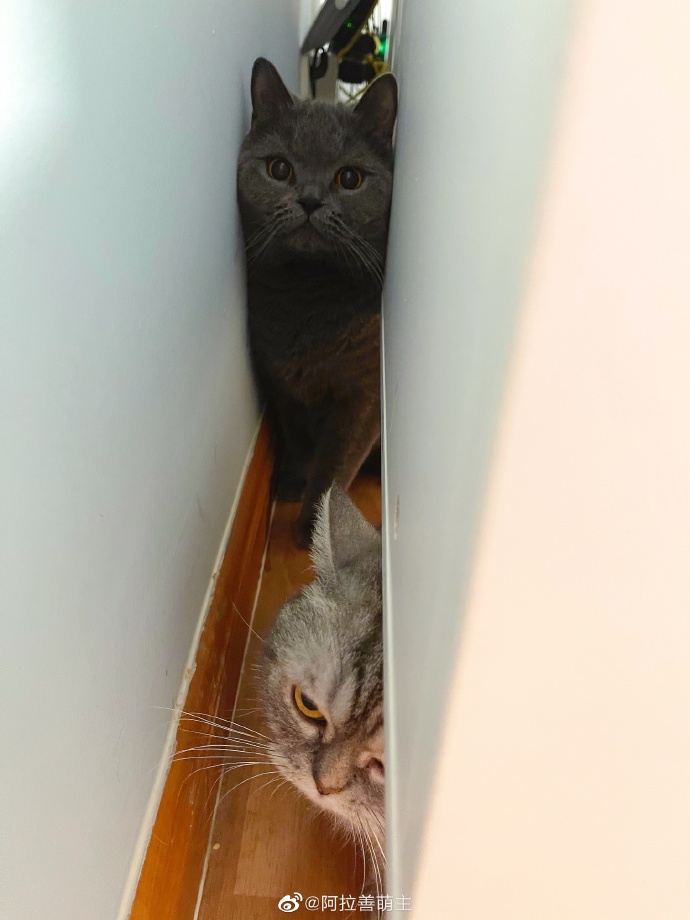 猫图片|宠物猫|猫咪|